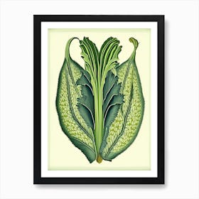 Plantain Herb Vintage Botanical Art Print