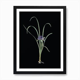 Vintage Grass Leaved Iris Botanical Illustration on Solid Black n.0222 Art Print