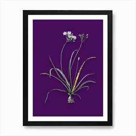 Vintage Allium Fragrans Black and White Gold Leaf Floral Art on Deep Violet n.0145 Art Print