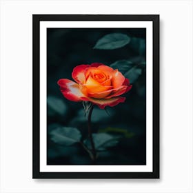 Orange Rose 23 Art Print