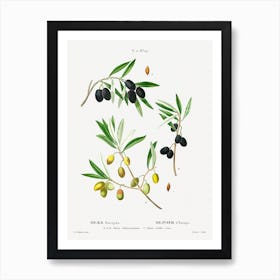 Willow Leaved Pear, Pierre Joseph Redoute Art Print