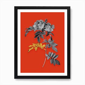 Vintage Shining Rosa Lucida Black and White Gold Leaf Floral Art on Tomato Red n.1197 Art Print