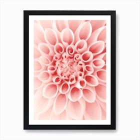 Dahlia Blush Pink Flower Art Print