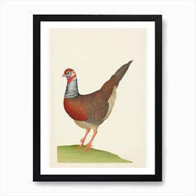 Partridge Illustration Bird Art Print