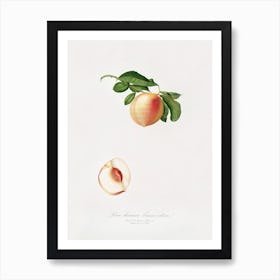 Peach (Persica Julodermis) From Pomona Italiana (1817 - 1839), Giorgio Gallesio 1 Art Print