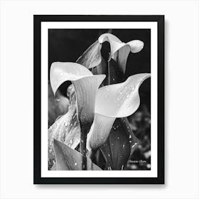 Calla Lily Art Print