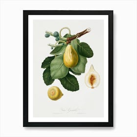 Common Fig (Ficus Carica Sativa) From Pomona Italiana (1817 - 1839), Giorgio Gallesio Affiche