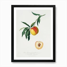 Peach (Persica Julodermis) From Pomona Italiana (1817 - 1839), Giorgio Gallesio Art Print