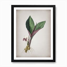 Vintage Koemferia Longa Botanical on Parchment n.0808 Art Print