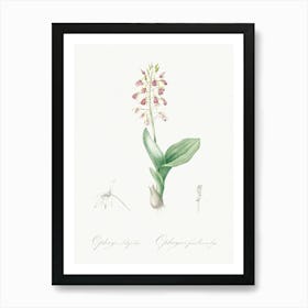 Brown Widelip Orchid Illustration From Les Liliacées (1805), Pierre Joseph Redoute Art Print