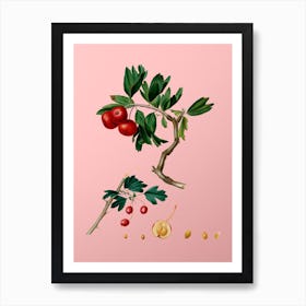 Vintage Red Thorn Apple Botanical on Soft Pink n.0080 Art Print