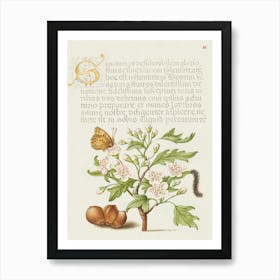 Insect, English Hawthorn, Caterpillar, And European Filbert, Joris Hoefnagel Art Print