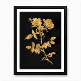 Vintage Lady Monson Rose Bloom Botanical in Gold on Black n.0320 Art Print