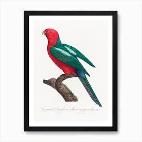 The Australian King Parrot From Natural History Of Parrots, Francois Levaillant Art Print