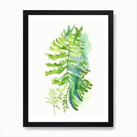 Southern Maidenhair Fern Wildflower Watercolour Art Print