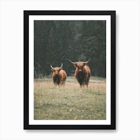 Highland Cows In Forest Art Print