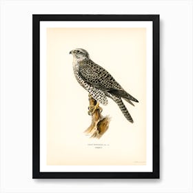 Gyrfalcon, Gyr Falcon Male (Falco Rusticolus), The Von Wright Brothers Art Print