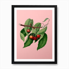 Vintage Cherry Botanical on Soft Pink n.0179 Art Print