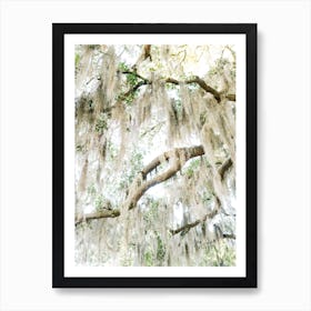 Savannah Spanish Moss XIV Art Print