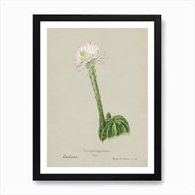 Hedgehog Cactus, Familie Der Cacteen Art Print