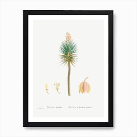 Yucca Aloifolia, Pierre Joseph Redoute Art Print