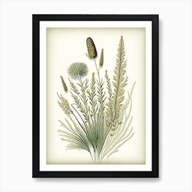 Prairie Dropseed Wildflower Vintage Botanical Art Print