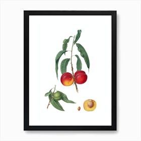 Vintage Walnut Peach Botanical Illustration on Pure White Art Print
