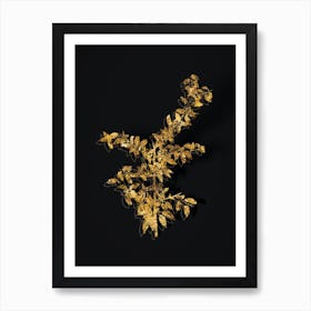 Vintage Rock Buckthorn Botanical in Gold on Black n.0129 Art Print