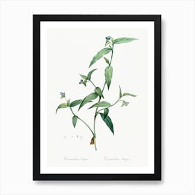 Tagblume Illustration, Pierre Joseph Redoute Art Print