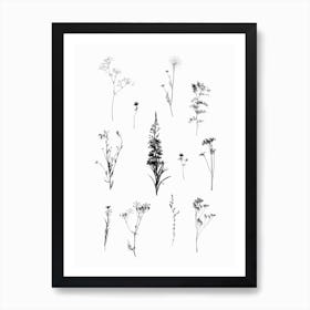 Botanical Bw Art Print