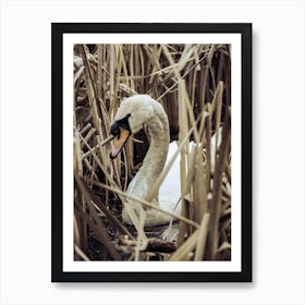 Swan In Reeds Art Print