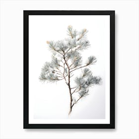 Snowy Pine Branch Isolated On White Art Print