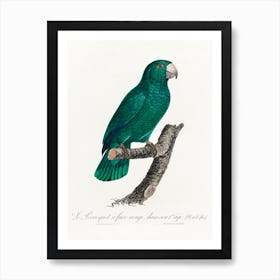 The Cuban Amazon From Natural History Of Parrots, Francois Levaillant Art Print