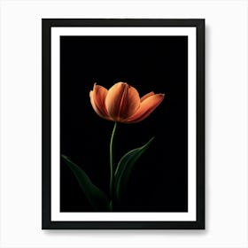 Orange Tulip On Black Background Art Print