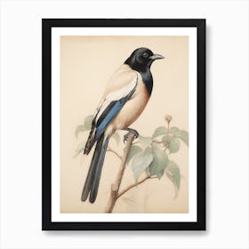 Vintage Bird Drawing Magpie 3 Art Print