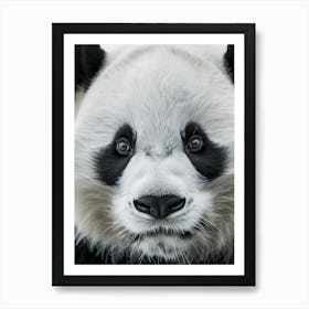 Panda Bear 5 Art Print