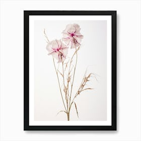Pressed Wildflower Botanical Art Fireweed Chamerion 1 Art Print