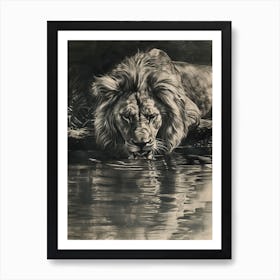 African Lion Charcoal Drawing Drinking From A Watering Hole 1 Art Print