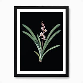 Vintage Boat Orchid Botanical Illustration on Solid Black n.0033 Art Print