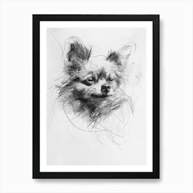 Pomeranian Dog Charcoal Line 3 Art Print