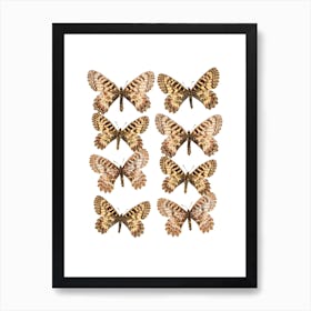 Two Rows Of Butterflies Art Print