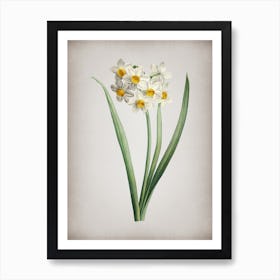 Vintage Narcissus Easter Flower Botanical on Parchment n.0850 Art Print