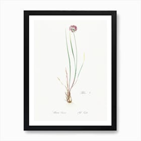 Allium Foliosum Illustration From Les Liliacées (1805), Pierre Joseph Redoute Art Print