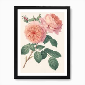 English Roses Painting Rose With Leaves 2 Art Print