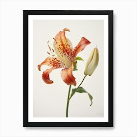 Pressed Flower Botanical Art Gloriosa Lily 1 Art Print