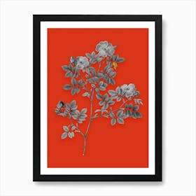 Vintage Rose Corymb Black and White Gold Leaf Floral Art on Tomato Red n.0352 Art Print