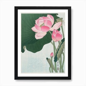 Blooming Lotus Flowers, Ohara Koson Art Print