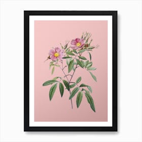 Vintage Pink Swamp Roses Botanical on Soft Pink n.0797 Art Print