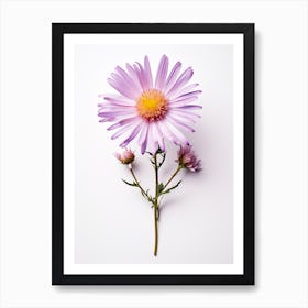 Pressed Flower Botanical Art Asters 2 Art Print