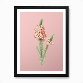 Vintage Heather Briar Root Bruyere Botanical on Soft Pink n.0330 1 Art Print